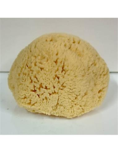 ESPONJA NATURAL VENECIA Nº608 - UD