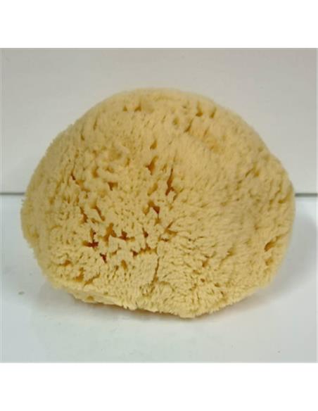 ESPONJA NATURAL VENECIA Nº608 - UD